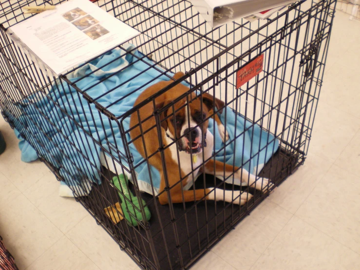 a dog inside of a cage on the floor