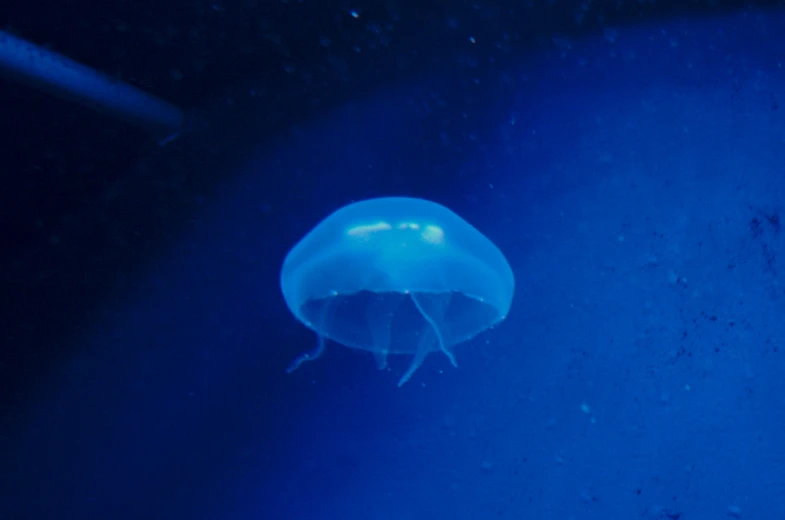 jelly fish floating in deep blue water under microscope