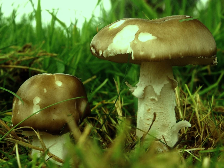 two mushrooms in the grass near one another