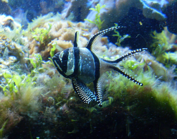 a sea snail swimming on the bottom of the seaweed