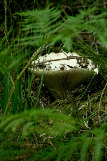 a mushroom is seen sitting in the woods