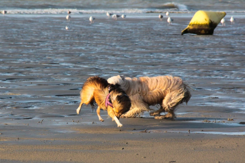 two dogs on the beach play with each other
