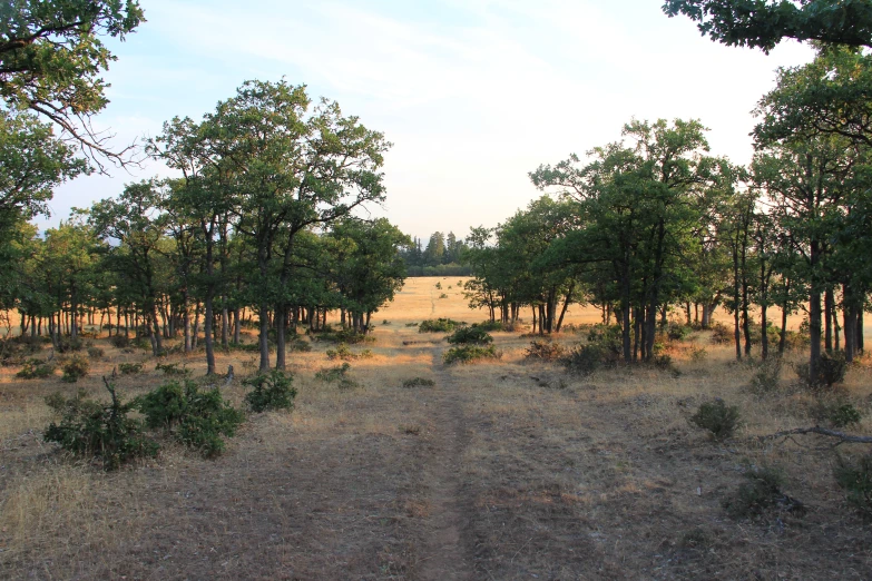 the dirt road has been blocked off from the forest