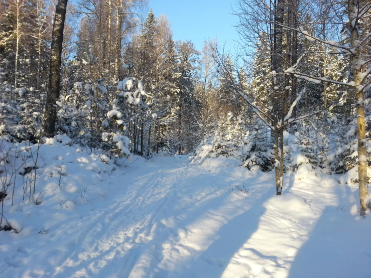 a snowy path through some trees and bushes