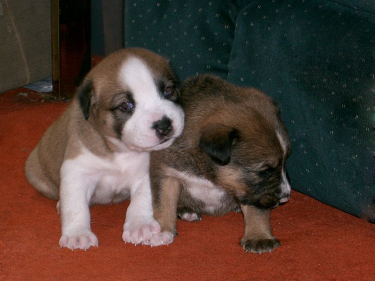 a couple of puppies sitting on top of a couch