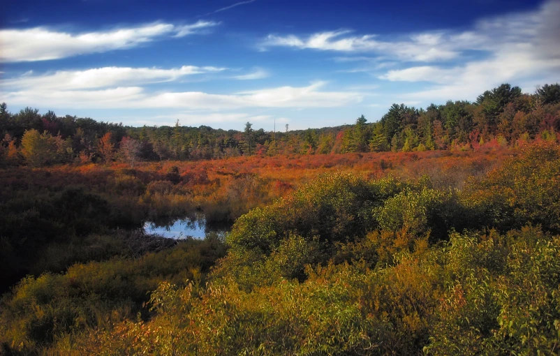 the woods in autumn are starting to have a change of color