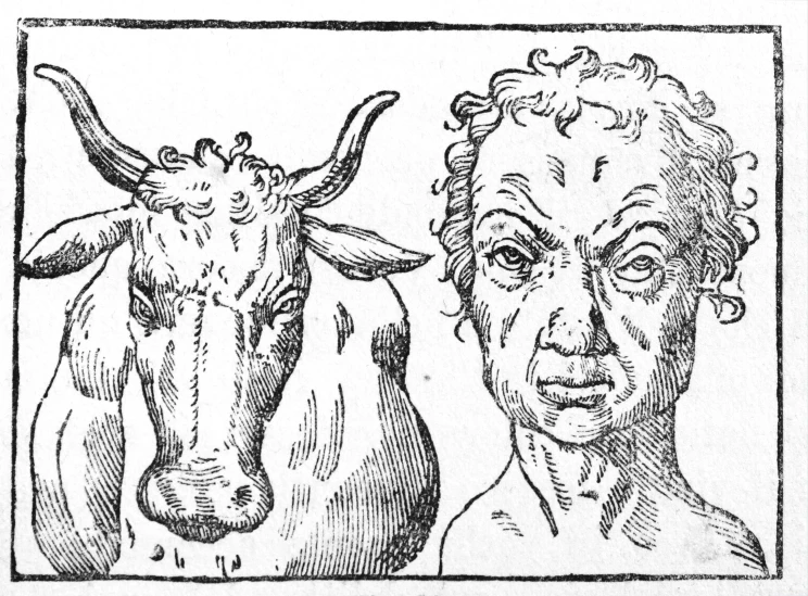a drawing shows a man and a cow