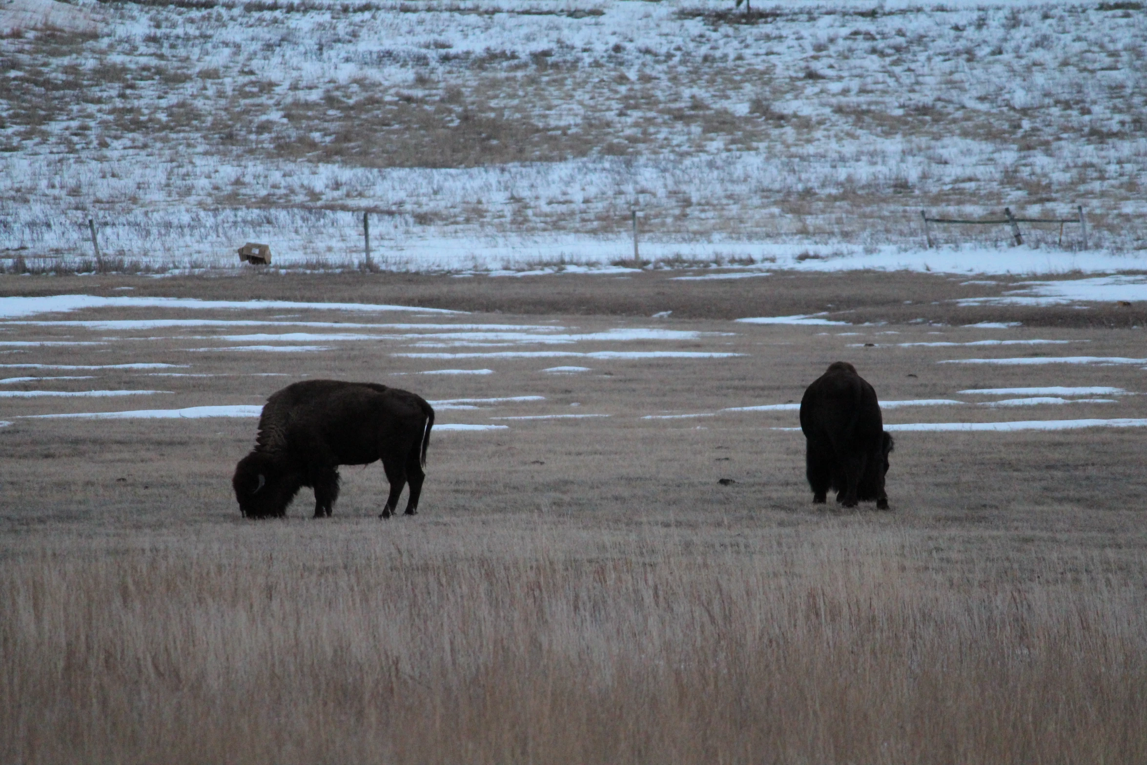 some very cute furry animals in a big field