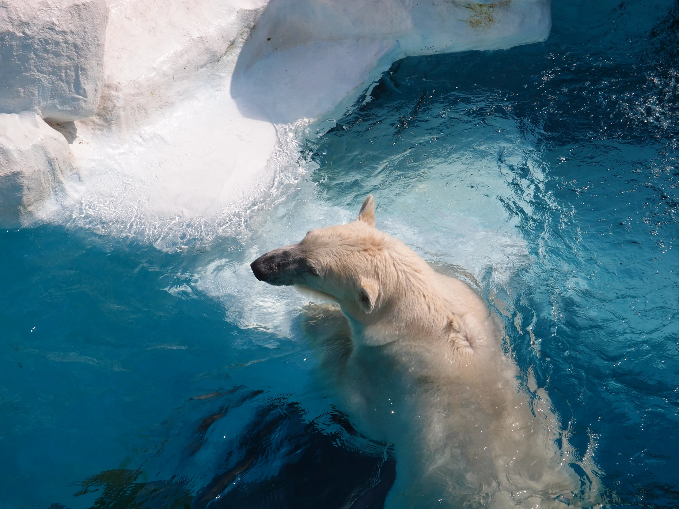 polar bear splashing through the water in his habitat