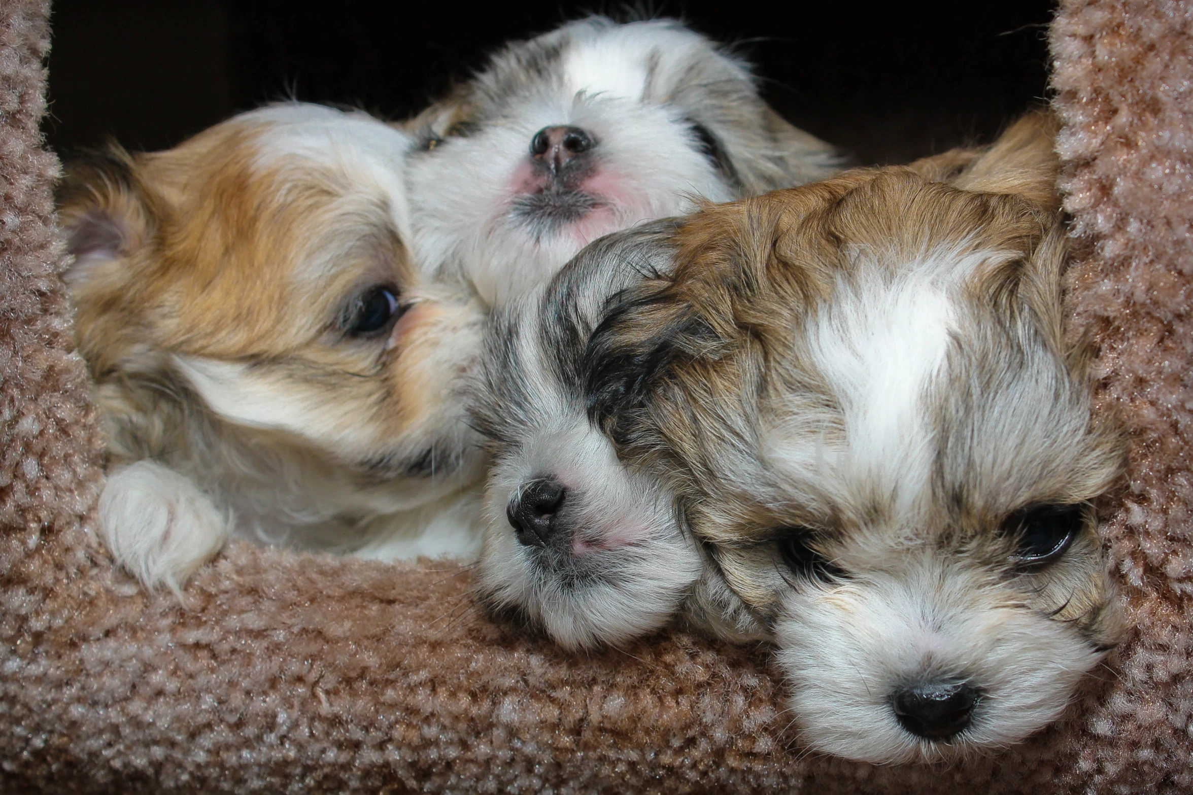 a couple of small dogs laying on top of a bed