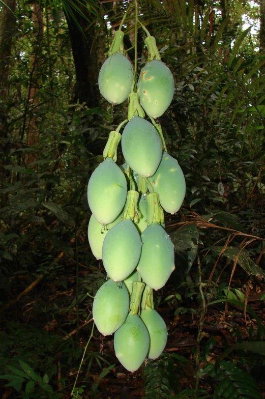 a bunch of green fruit hanging on a nch in a forest