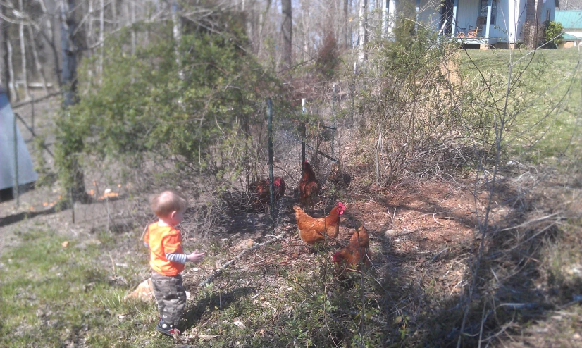 little boy with chickens in an overgrown area