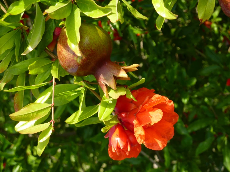 the flower on the tree is blooming orange