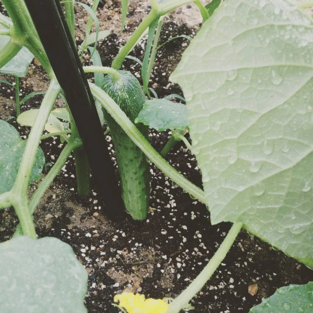 a cucumber growing in the ground with leaves covered by rain drops
