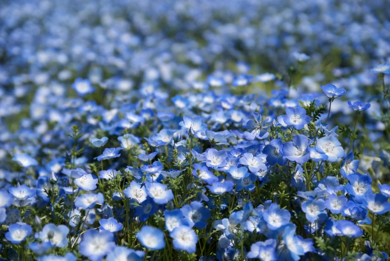 some very pretty blue flowers on the grass