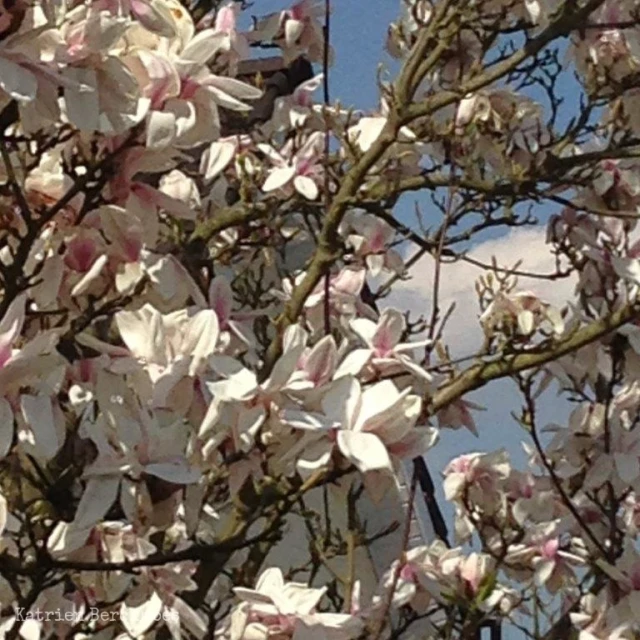 white flowers are blooming on a tree