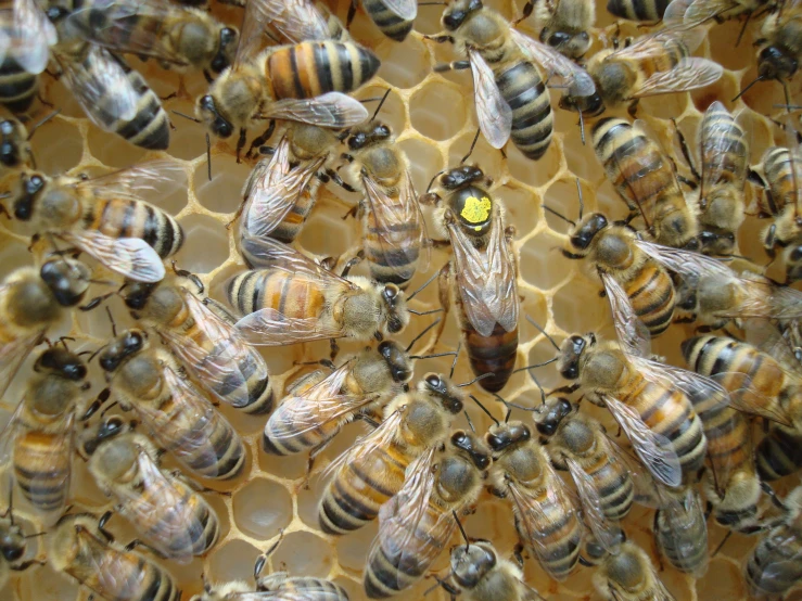 a group of bees sitting on top of a hive