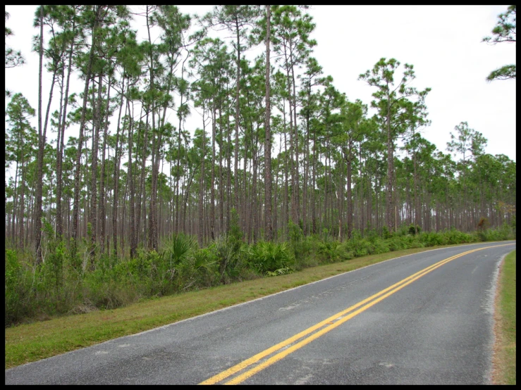 a long road with lots of trees next to it