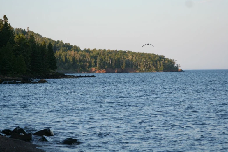 a bird flying over a body of water surrounded by forest