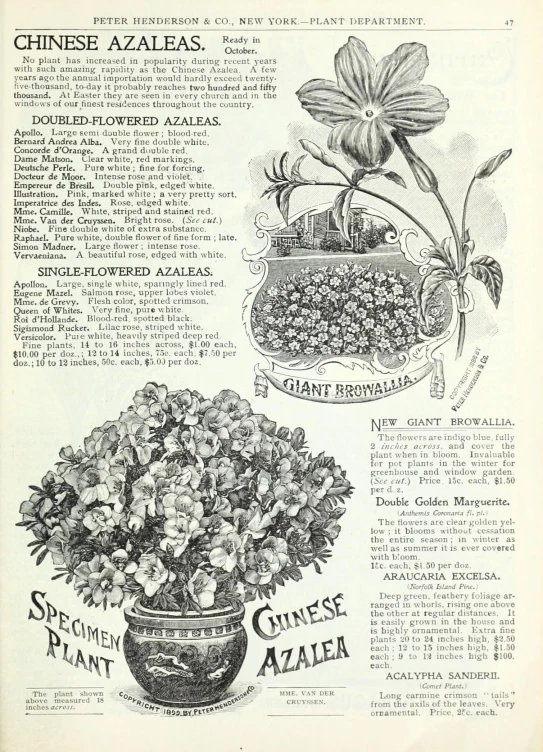 an advertit for chinese azaleas with flowers in vases