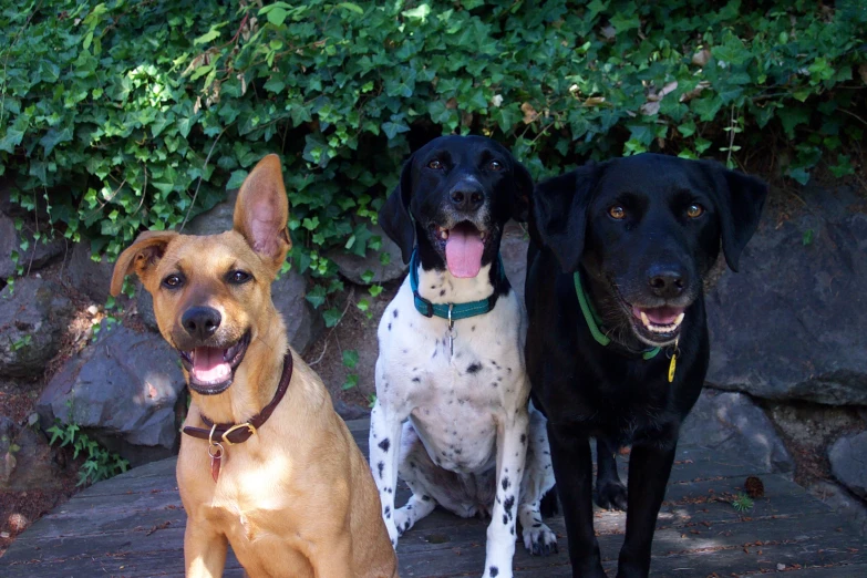 three dogs are sitting side by side in front of bushes and rocks