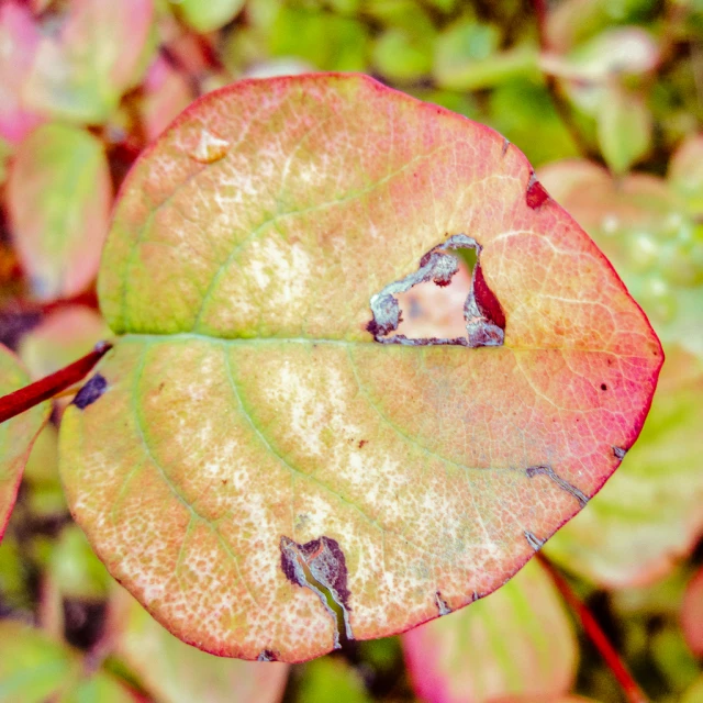 a leaf that has some leaves in it