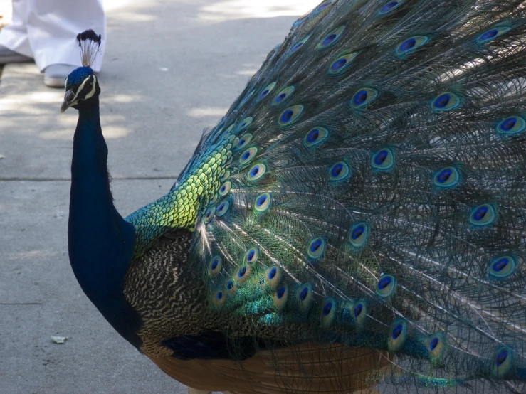 a peacock standing with its feathers spread out