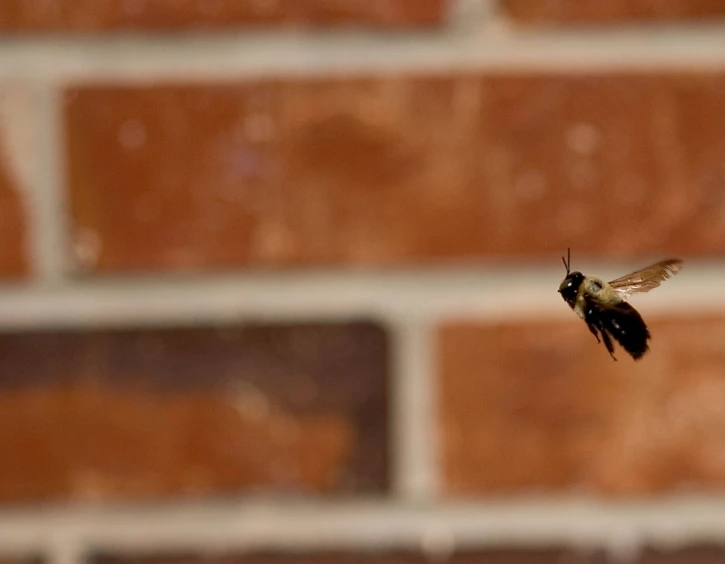 the tiny black and white bug flies away from the brick wall