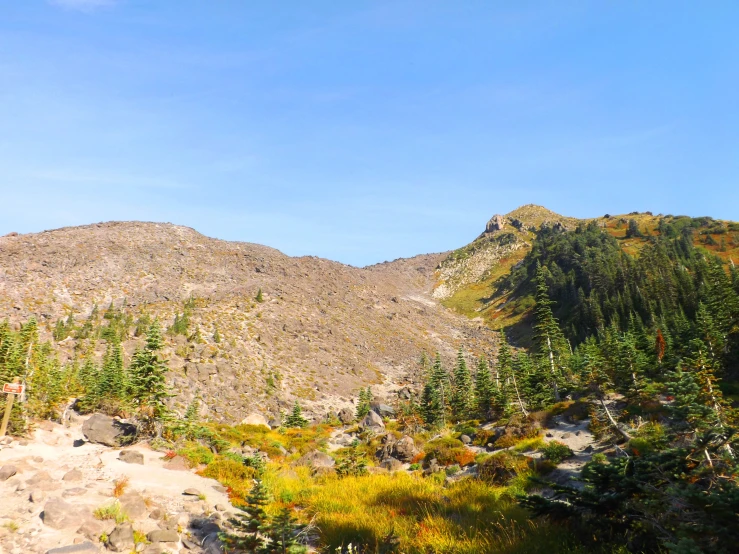 a mountain view with rocks, trees and plants in the foreground