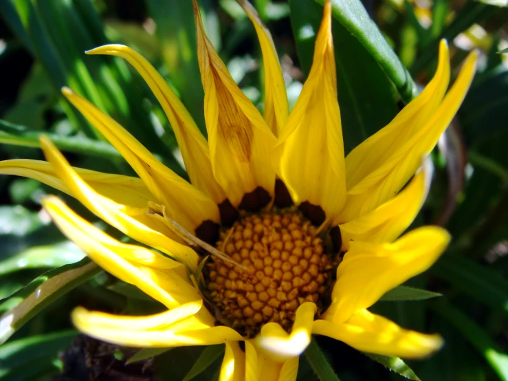 a large yellow flower is blooming out in the sun