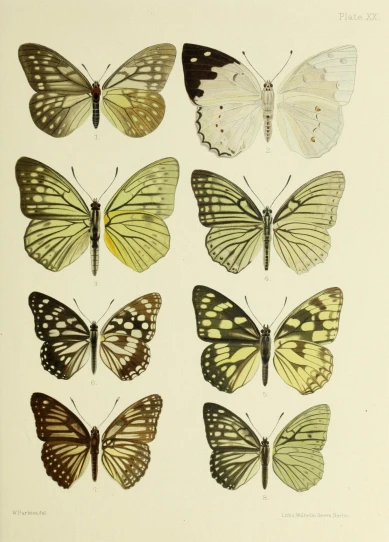 several yellow and white erflies with different wings