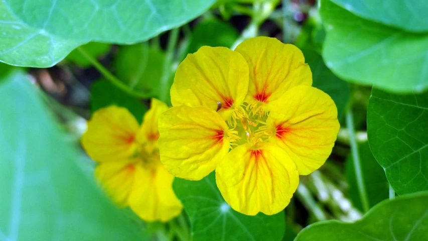 a yellow flower surrounded by lots of green leaves