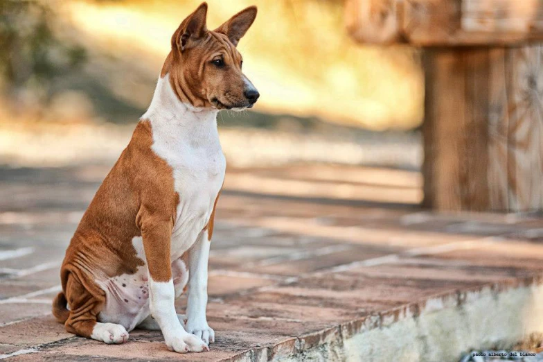 a brown and white dog sitting on a floor