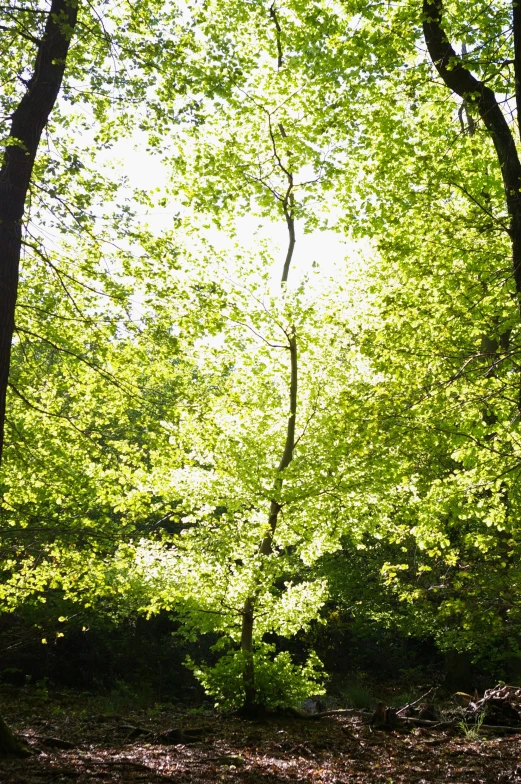 sunlight shining through the trees in a forest