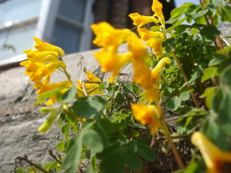 yellow flowers that have been sprout out of the ground