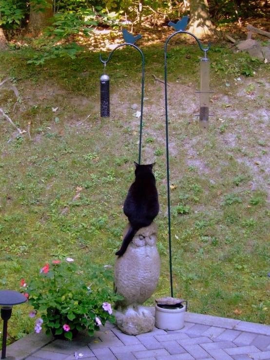 a cat sitting on top of a rock and scratching it's tail