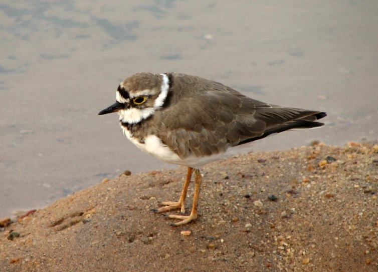 a bird is standing on the ground beside water