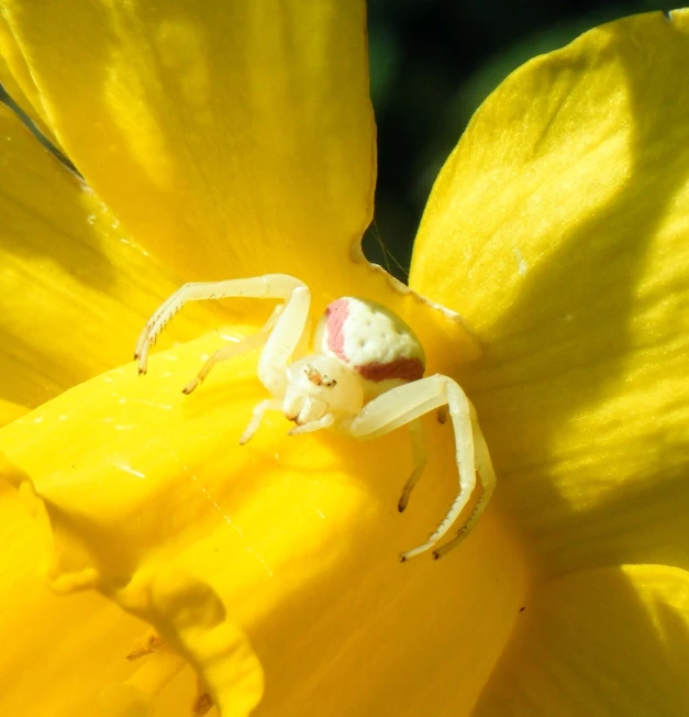 a small white spider sitting on a yellow flower