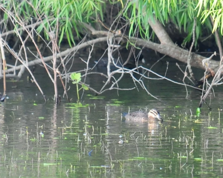 a bird floats on top of a river near trees