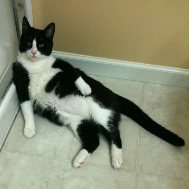 a black and white cat lays on the floor