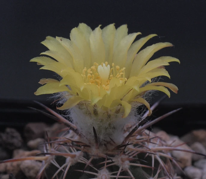 a flower in a cactus with many needles on it