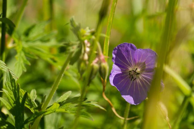 a single purple flower grows on tall green grass