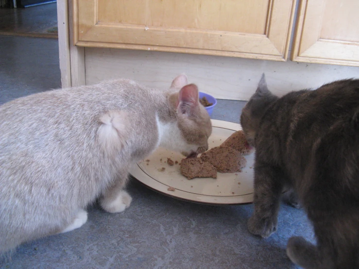 two cats eating food from a small plate