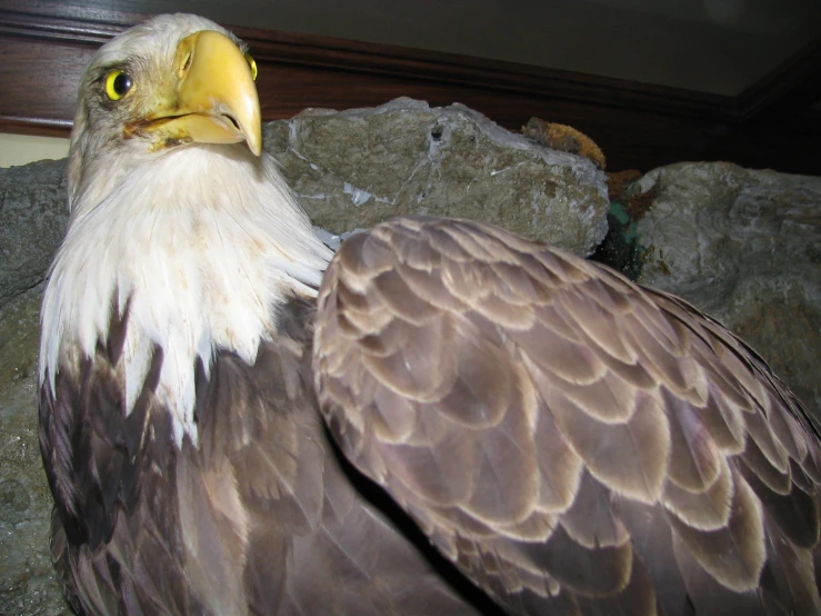 a close up of an eagle's head and body