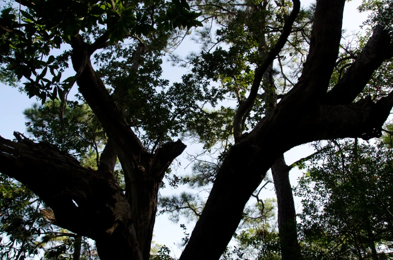 a tree that is in the grass with very little trees