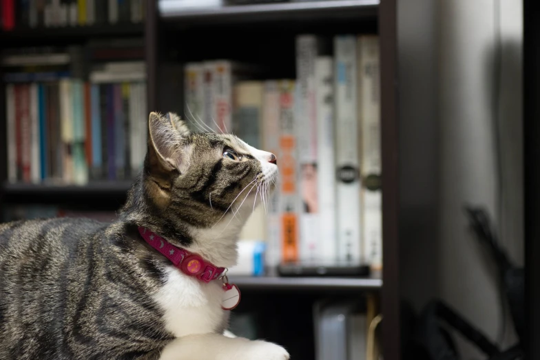 cat in collar looking at soing on shelf