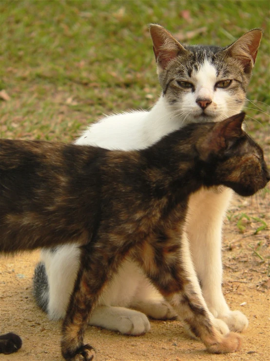 two cats that are looking in each others eyes