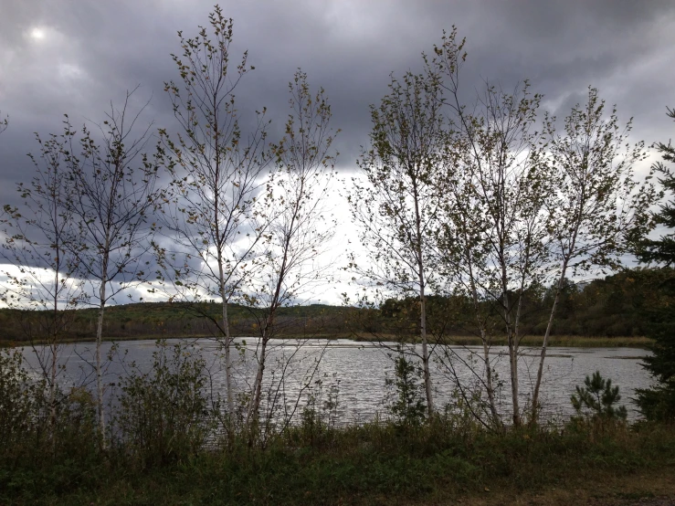 trees next to the water under a cloudy sky
