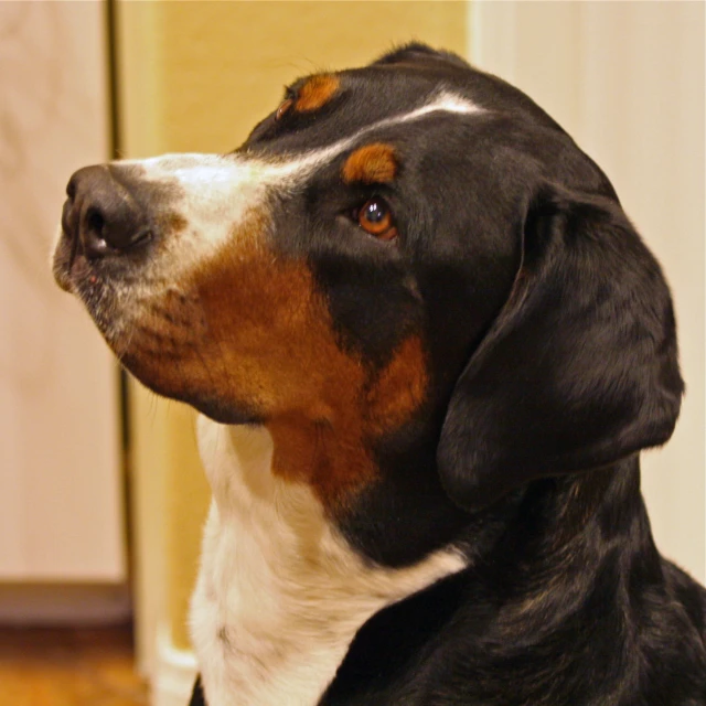 a dog with brown eyes sitting on the floor