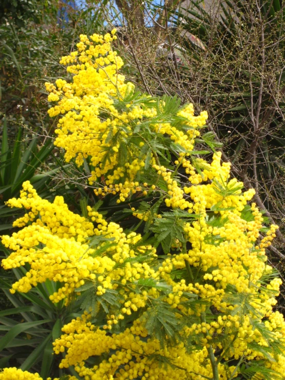 a large bush with lots of yellow flowers near trees